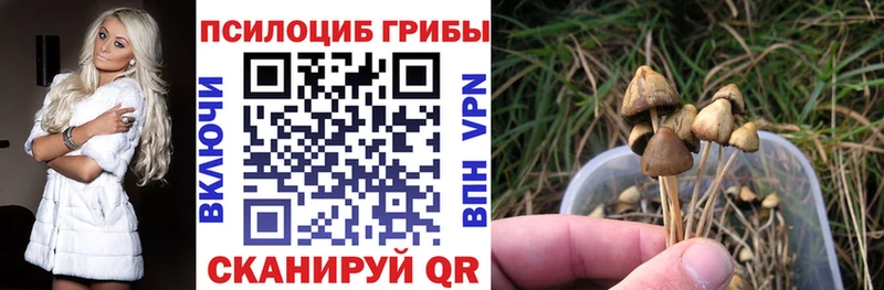 магазин продажи наркотиков  Тверь  KRAKEN сайт  Псилоцибиновые грибы MAGIC MUSHROOMS 